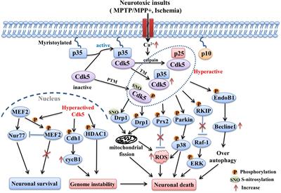 Focusing on cyclin-dependent kinases 5: A potential target for neurological disorders